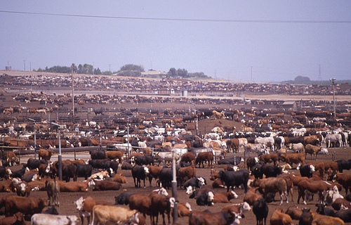 livestock-factory-farming.jpg